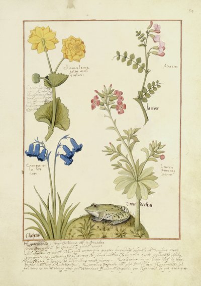Illustration from the Book of Simple Medicines by Mattheaus Platearius by Robinet Testard